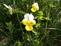 Pensée des Alpes jaune et blanche.