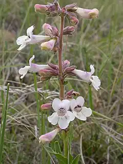 Description de l'image Penstemon albidus (4015283293).jpg.