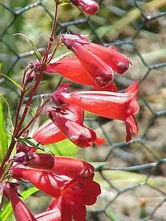 Description de l'image Penstemon barbartus0.jpg.