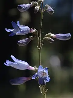 Description de l'image Penstemon inflatus inflorescence.jpg.