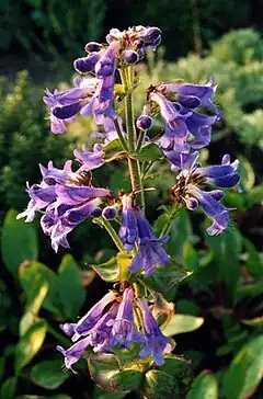 Description de l'image Penstemon ovatus 2.jpg.