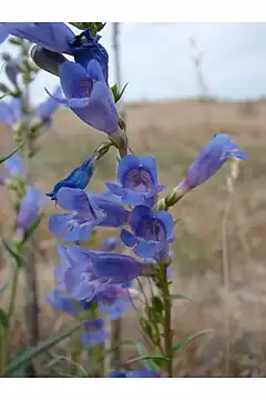 Description de l'image Penstemon perpulcher.jpg.