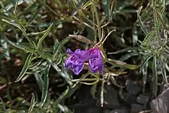 Description de l'image Penstemon sepalulus, Mount Timpanogos Trail, Utah.jpg.