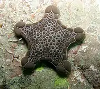 Pentagonaster pulchellus (Goniasteridae)