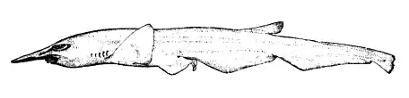 Description de l'image Pentanchus profundicolus by smith.png.