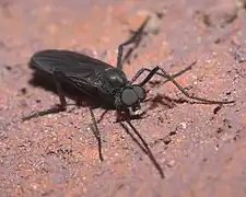 Penthetria heteroptera.