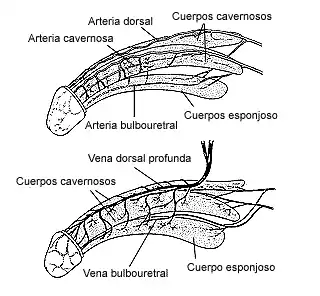 Artères et veines du pénis (espagnol)