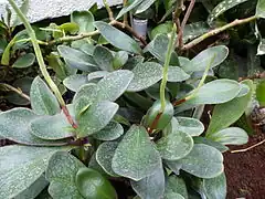 Description de l'image Peperomia clusiifolia - auteuil.JPG.