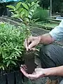 Plant d'un an - Pépinière à La Foa