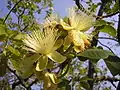 Fleurs et feuilles  de Caryocar brasiliense