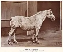 Pâquerette, poulinière percheronne née en France en 1893, d'après un dessin de Thomas von Nathusius publié en 1904