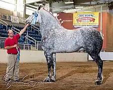 Hongre gris de l'Ohio (États-Unis), modèle « diligencier ».