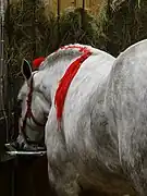 Vue de trois-quart arrière d'un Percheron français, Salon international de l'agriculture, 2022.