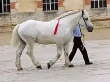 Dans une carrière, un cheval gris, presque blanc, massif, est marché en main, sa crinière étant tressée de laine rouge.