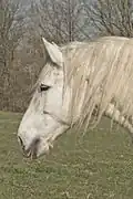 Profil de tête d'un Percheron gris.