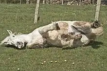 Cheval gris-blanc couché sur le côté.
