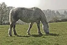 Vheval gris vu de profil en train de brouter.