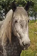 Vue de face d'un Percheron gris.