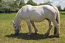 Poulinière grise à Barville (France), modèle « trait ».