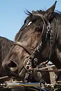 Profil de tête d'un Percheron noir.