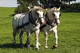 Percherons attelés au mondial 2011 de la race, haras national du Pin.