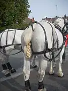 Préparation d'un attelage sportif de Percherons, à Lacroix-Saint-Ouen en France en 2012.