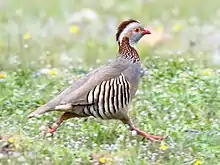 Un oiseau courant dans l'herbe. Plumage gris, bec rouge, houppe brune, aile rayée, pattes roses, œil bordé d'orange.