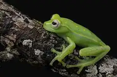 Description de l'image Perereca-verde - Hypsiboas atlanticus.jpg.