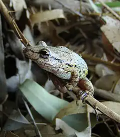 Description de l'image Perereca (Scinax fuscovarius) - Day.jpg.