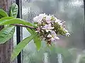 inflorescence de Pereskia grandifolia