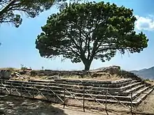 arbre sur une plateforme en escalier