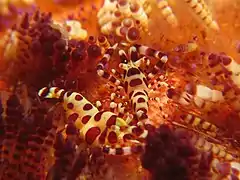 Crevettes symbiotiques Periclimenes colemani sur un Asthenosoma varium.