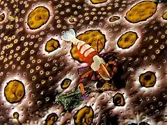 Crevette impériale sur un concombre de mer Bohadschia ocellata
