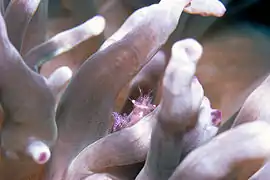Periclimenes tenuipes sur une anémone en Mer Rouge.