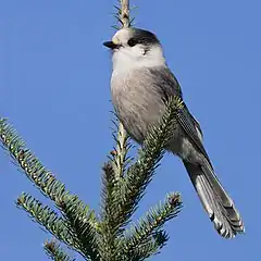 Spécimen de Mésangeai du Canada.