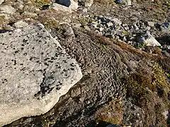 Solifluxion dans l'archipel du Svalbard.