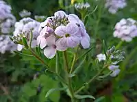 Aethionema grandiflorum