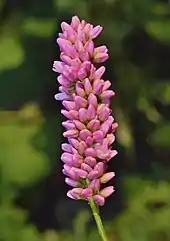 Dans le prolongement d'une tige, comme un tube de fleurs aux pétales roses fermées.