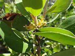 Description de l'image Persoonia cornifolia flower.jpg.