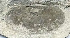 Description de l'image Perspicaris sp. (fossil bivalved arthropod) (Wheeler Formation, Middle Cambrian; House Range, Utah, USA) 2.jpg.