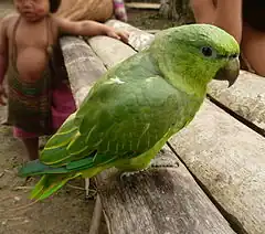 Description de l'image Peruvian_Indians_with_Short-tailed_Parrot-6-4cp.jpg.