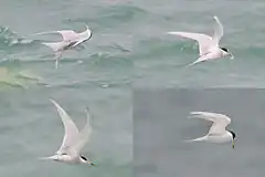 Description de l'image Peruvian Tern.JPG.