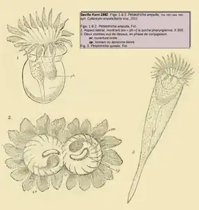 Petalotricha ampulla et P. spiralis