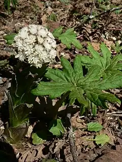 Petasites frigidus