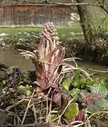 Petasites hybridus en début de croissance.