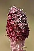 Inflorescence.