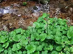 Petasites kablikianus