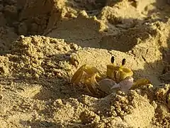 Crabe soleil