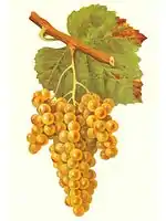 Grappes de petit manseng.