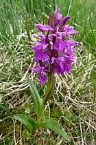 vue d'un orchis.